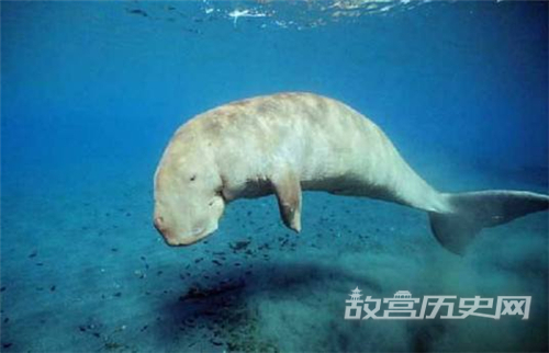 美人鱼原型的儒艮在中国功能性灭绝的原因